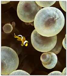 - safe at home - Juvenile Red Sea clownfsh (Amphiprion bi... by Reinhard Arndt 
